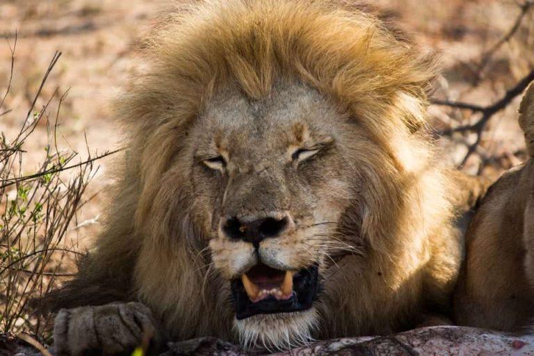 For those based in or arriving through Johannesburg, the 3-Day Classic Kruger National Park Safari Tour offers an ideal blend of adventure