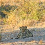 Remote, untamed, and profoundly beautiful, the Central Kalahari Game Reserve (CKGR) in Botswana is a destination unlike any other