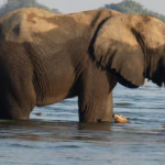Chobe National Park Safari