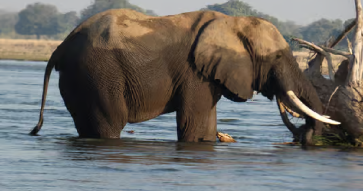 Chobe National Park Safari