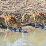 Kruger National Park 3-Day Safari
