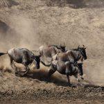 Discover Serengeti National Park, home to the awe-inspiring Great Migration. Learn when to visit, what to expect, and how to experience one of nature’s greatest spectacles.