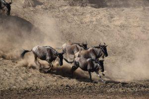 Serengeti National Park: Witness the Great Migration 18
