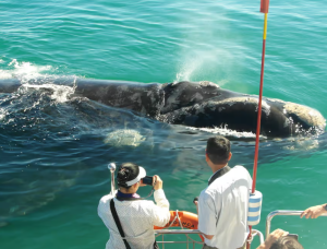 Hermanus Whale Watching and Winelands Private Full-Day Tour