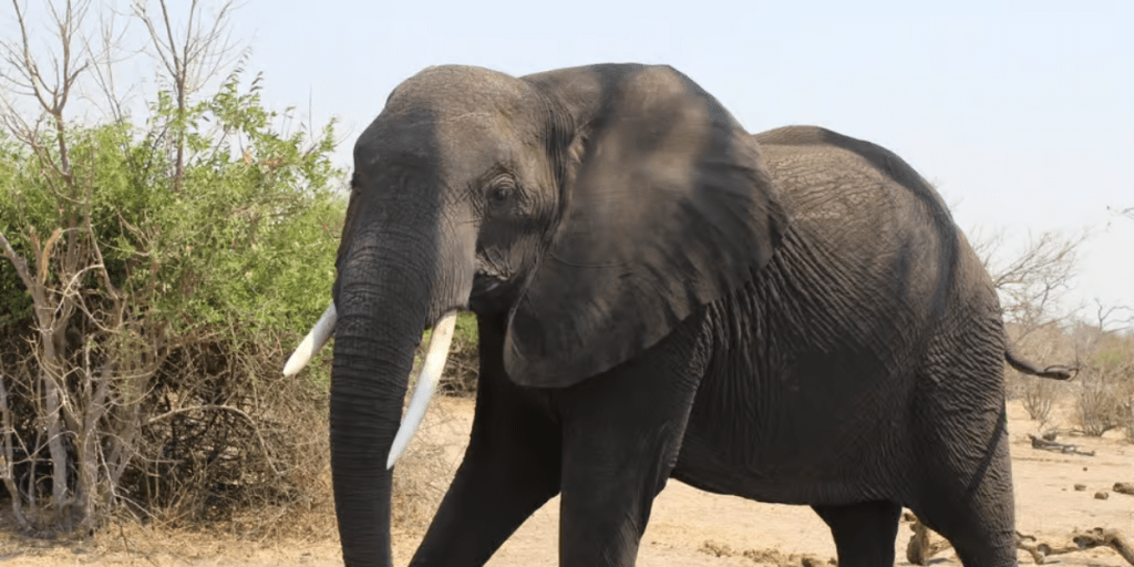 Botswana Travel Guide: Best Safaris, Seasons, and Costs