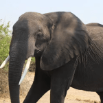 Botswana’Travel Guide -untamed beauty