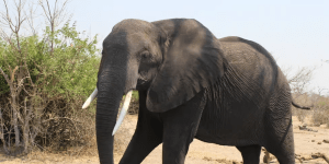 Botswana Travel Guide: Best Safaris, Seasons, and Costs