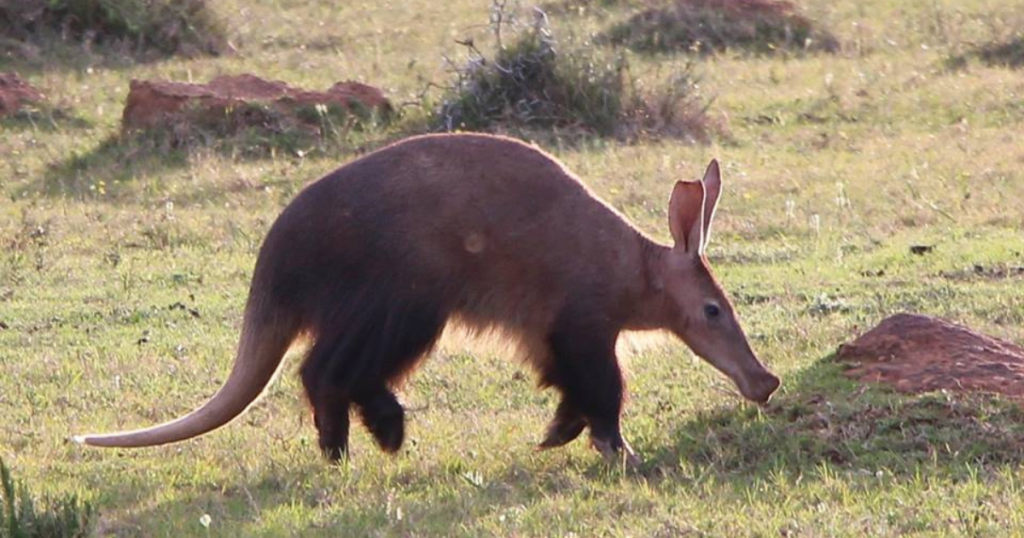 Aardvark – The Earth Pig Engineer
