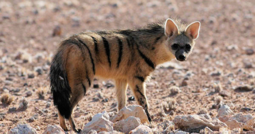Aardwolf – The Termite Hunter