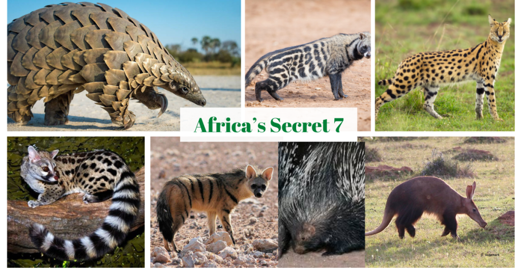  The Ultimate Safari Challenge: Unlocking Africa’s Elusive “Secret 7”