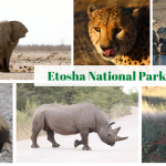 Etosha National Park, Namibia