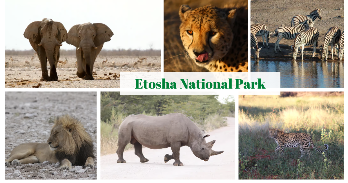 Etosha National Park, Namibia
