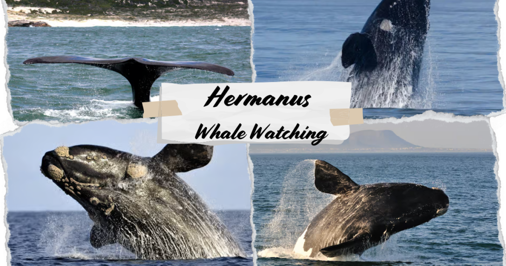 Hermanus Whale Watching: The Best Whale Watching Tours & Season Guide