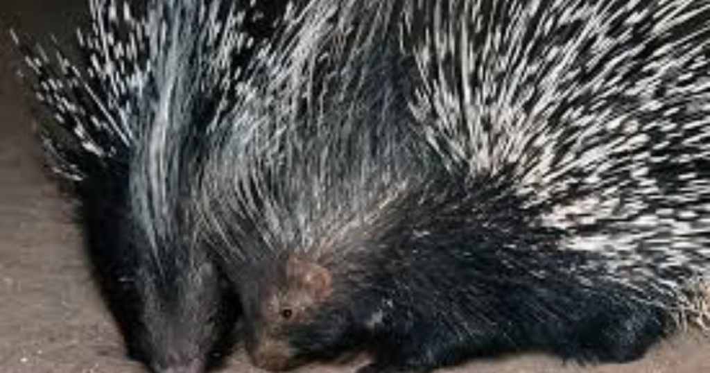 Porcupine – The Quill Warrior