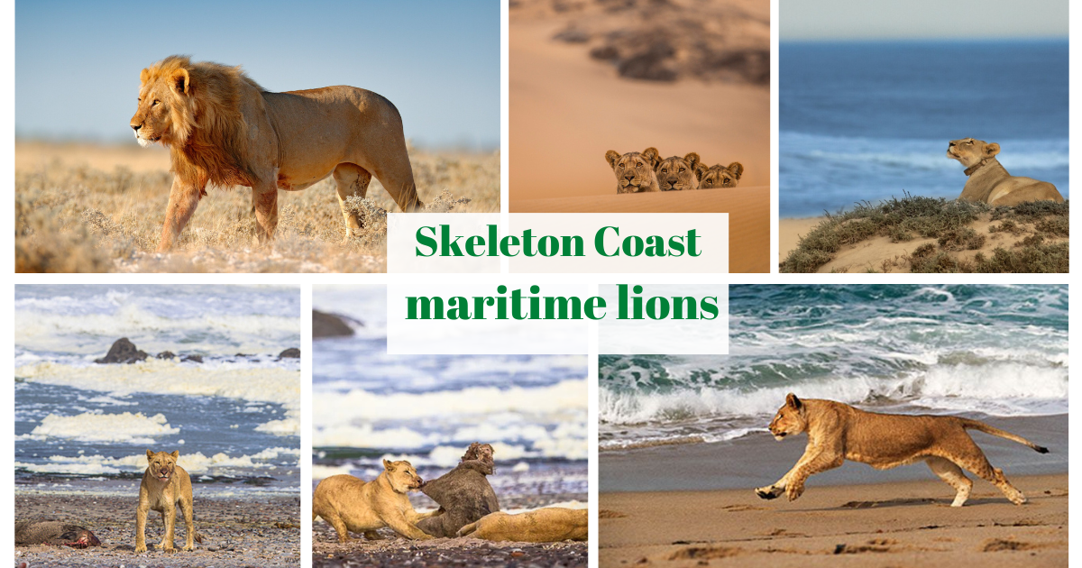 Skeleton Coast maritime lions