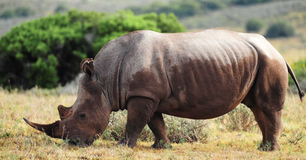 Addo-Big-Seven_Rhino