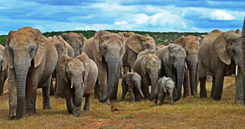 Addo Elephant National Park - Elephants