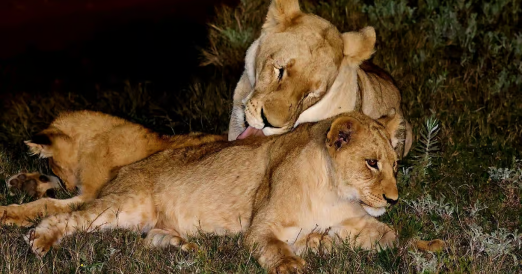 Addo Elephant National Park - Lions