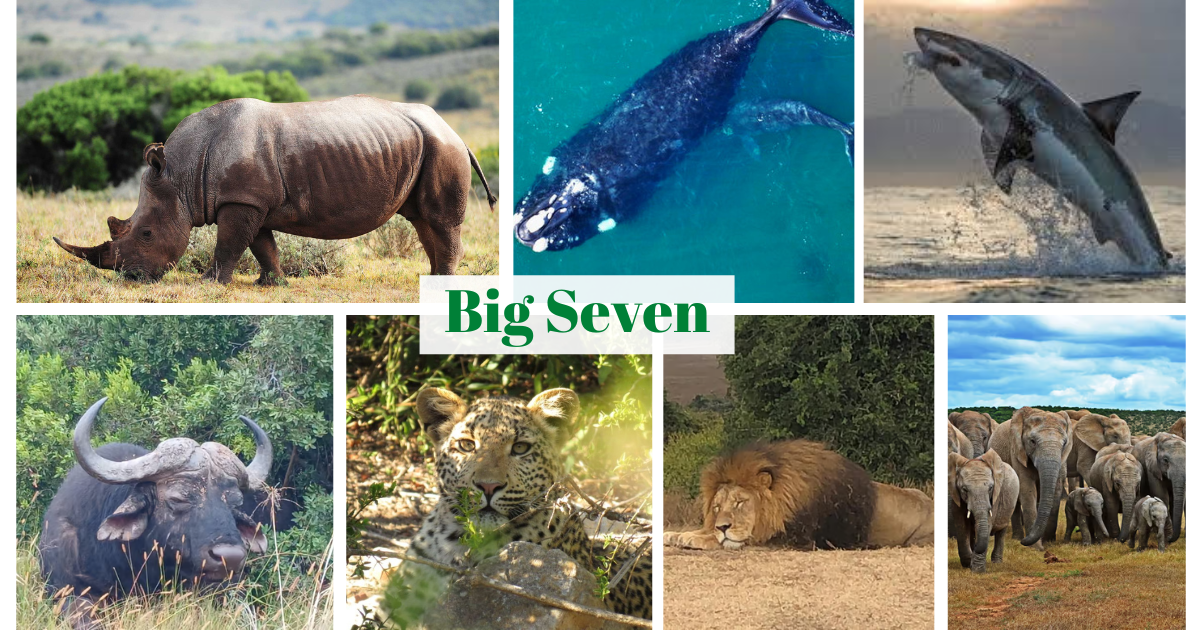 Addo Elephant National Park - South Africa’s Big 7 Reserve