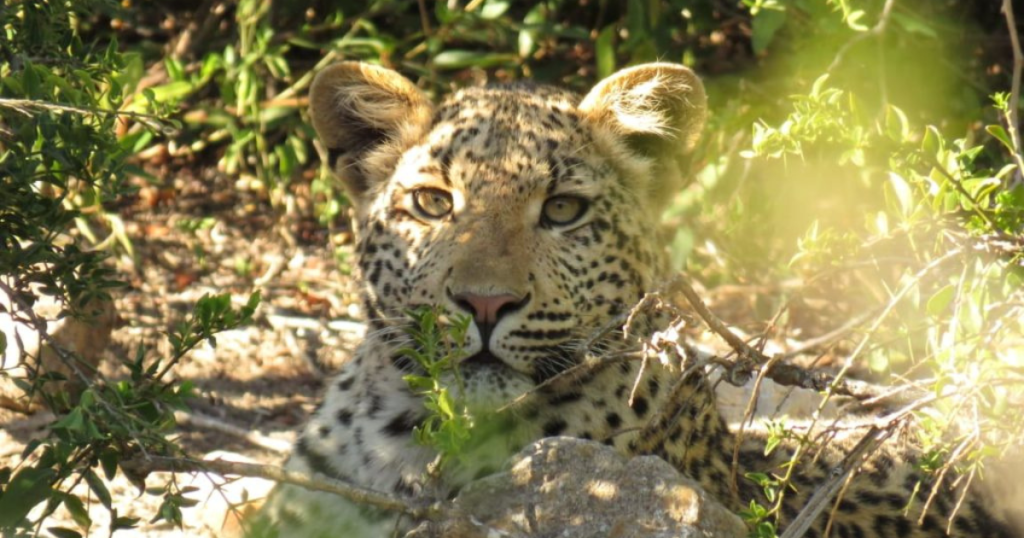 Leopards is this the most elusive of the Big Seven