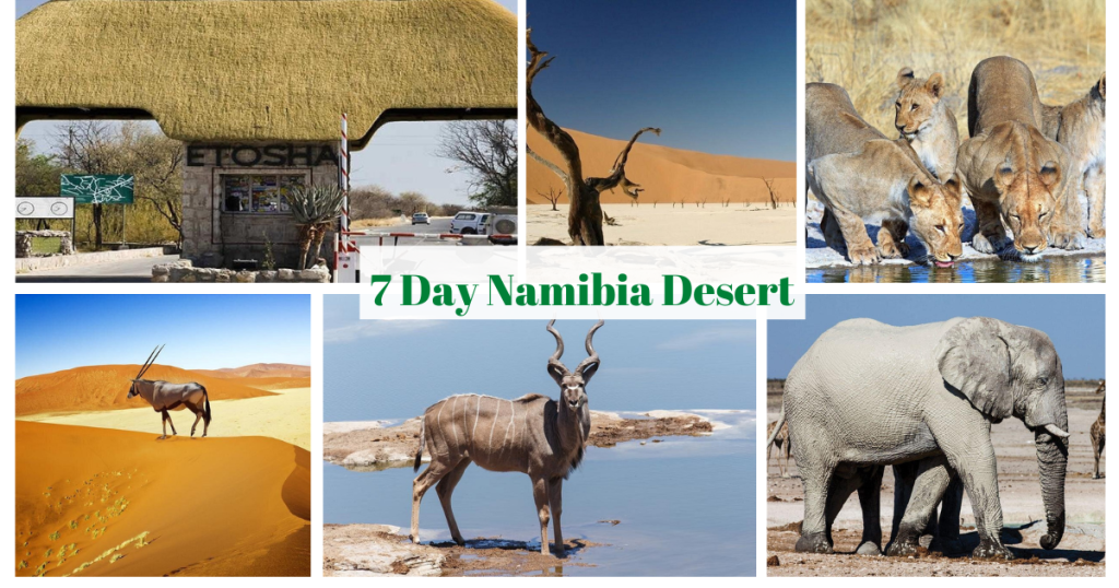 Namibia 7-Day Desert, Swakopmund & Etosha Camping Adventure: Explore Africa’s Wild Heart