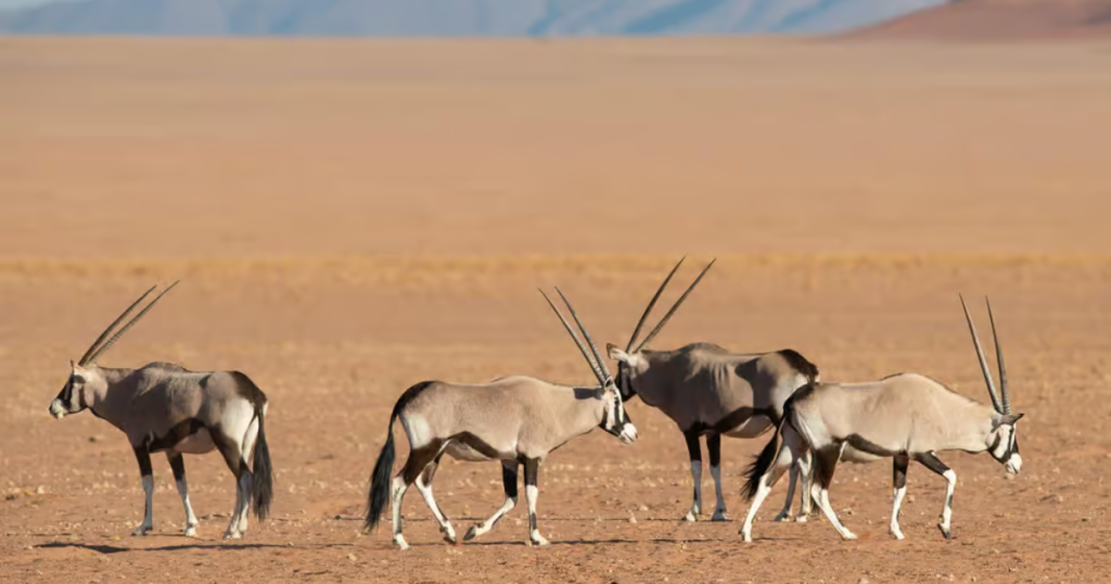 Namibia’s Desert Namibia’s Desert