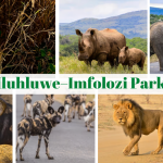 Hluhluwe–Imfolozi Park - Marvanton