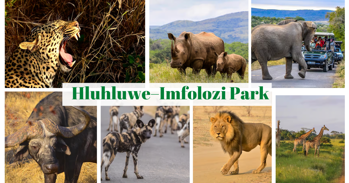 Hluhluwe–Imfolozi Park - Marvanton