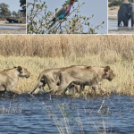 Moremi Game Reserve: Diverse habitats teeming with wildlife