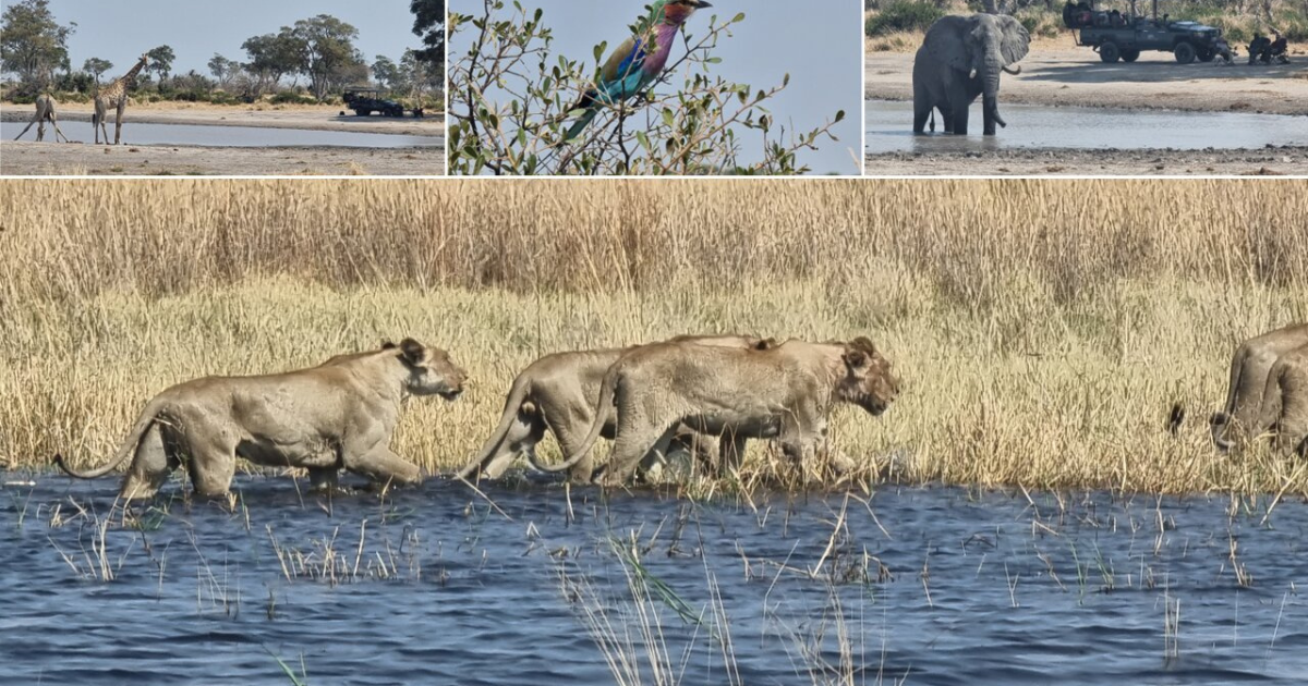Moremi Game Reserve: Diverse habitats teeming with wildlife