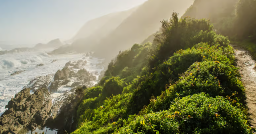 Tsitsikamma National Park: The Ultimate Travel Guide to South Africa’s Coastal Wilderness