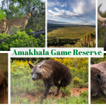 Amakhala Game Reserve