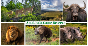 Amakhala Game Reserve Big 5 Safari | Guided Safaris