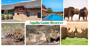 Discover the Magic of a Big Five Safari Near Cape Town: Why Aquila Game Reserve Should Be Your Next Adventure