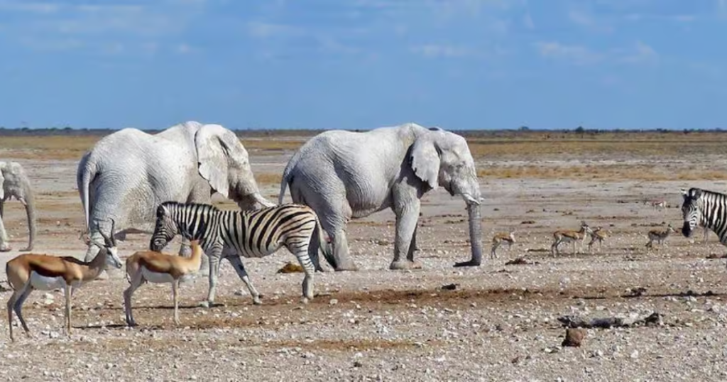 Desert adapted animals of Namibia
