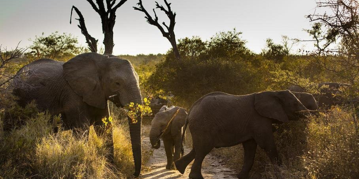 Kruger National Park Big Five safari experience with elephants