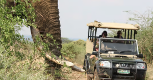 Guide to Kruger National Park