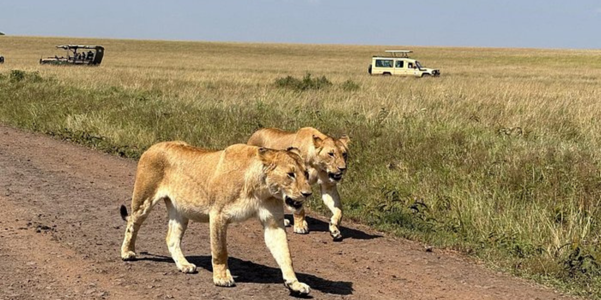 Lion in Masai Mara safari
