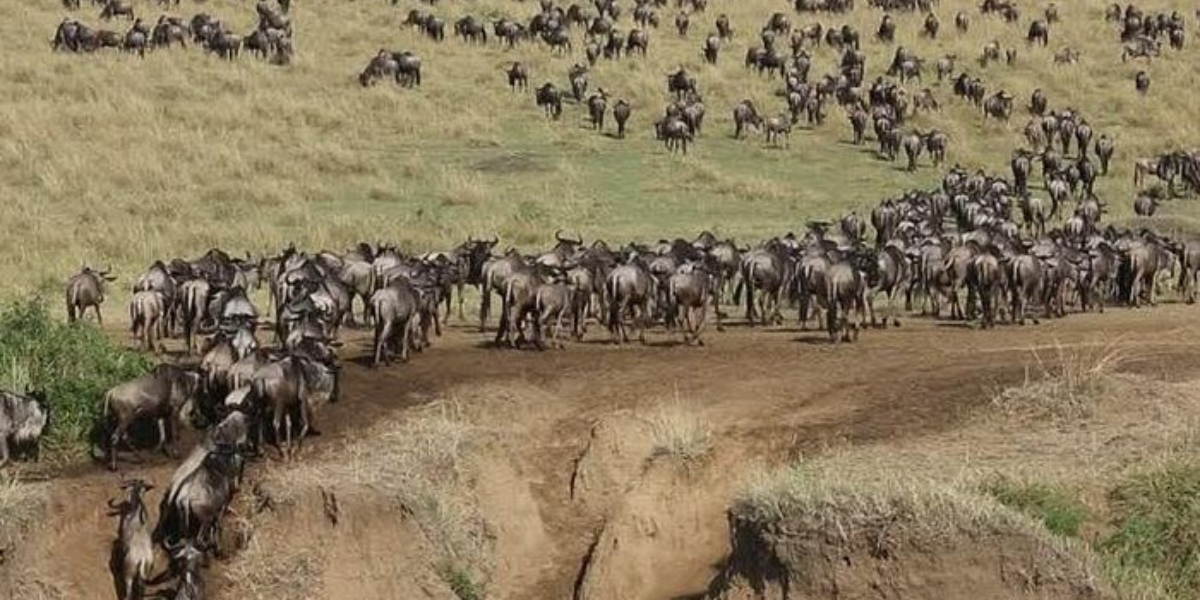 Great Migration wildebeest crossing river