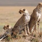 The Serengeti is one of the best places in the world to see cheetahs, particularly in the open plains of the south and the Namiri Plains
