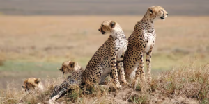 Serengeti Travel Guide 2026 The Ultimate Safari Experience in Africa