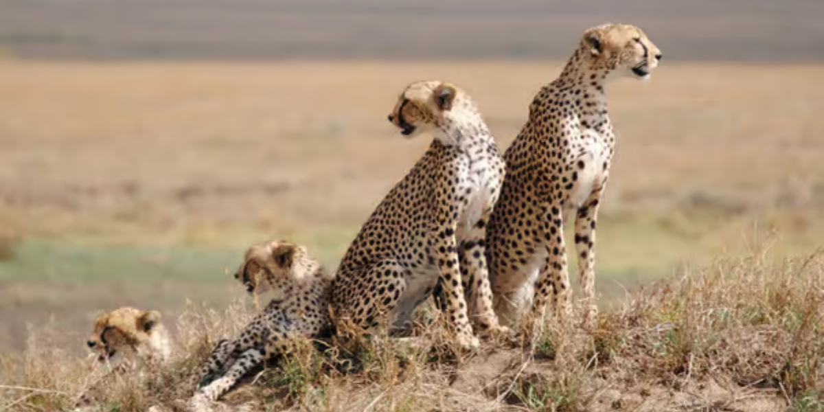 The Serengeti is one of the best places in the world to see cheetahs, particularly in the open plains of the south and the Namiri Plains