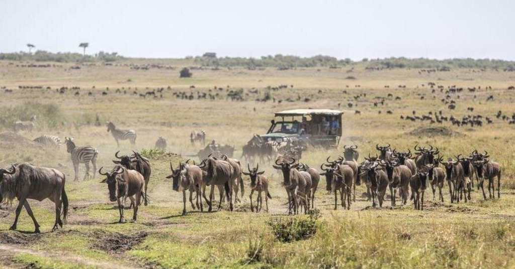 8 Days Masai Mara & Zanzibar Honeymoon Package 8 Days Masai Mara & Zanzibar Honeymoon Package